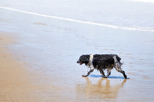 Cane bagnato che cammina lungo la spiaggia di sabbia sullo sfondo dell'onda del mare