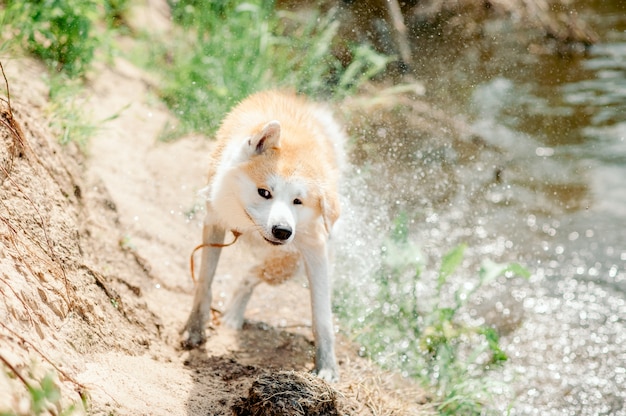 Cane bagnato uscì dall'acqua