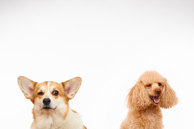 Cane barboncino e corgi su sfondo bianco