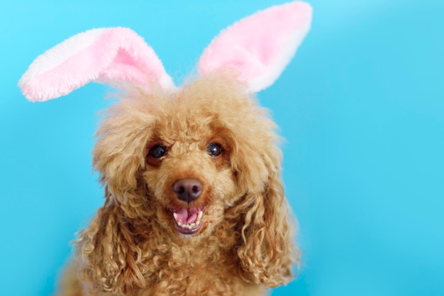 Cane barboncino felice sull'azzurro con le orecchie del coniglietto di Pasqua