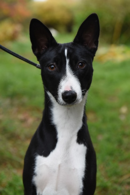 Cane Basenji in bianco e nero in natura