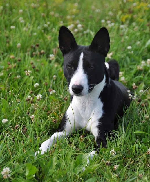 Cane basenji nero sdraiato sull'erba verde