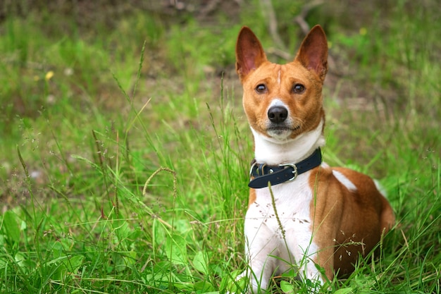 Cane Basenji sull&#39;erba all&#39;esterno