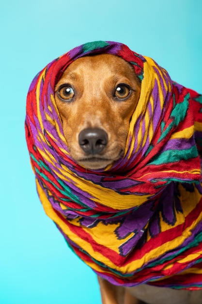 Cane bassotto avvolto in una sciarpa colorata su sfondo blu