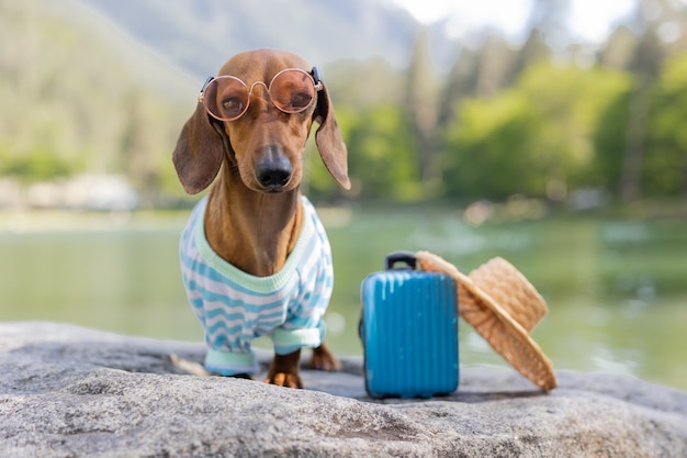 Cane bassotto carino in viaggio. un cane bassotto con occhiali da sole, cappello di paglia e vestiti estivi è seduto vicino all'acqua con una valigia. vacanze con animali domestici. Foto di alta qualità