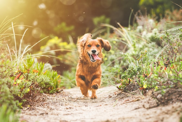 Cane bassotto felice che corre all'aperto con la bocca aperta in una giornata di sole in natura