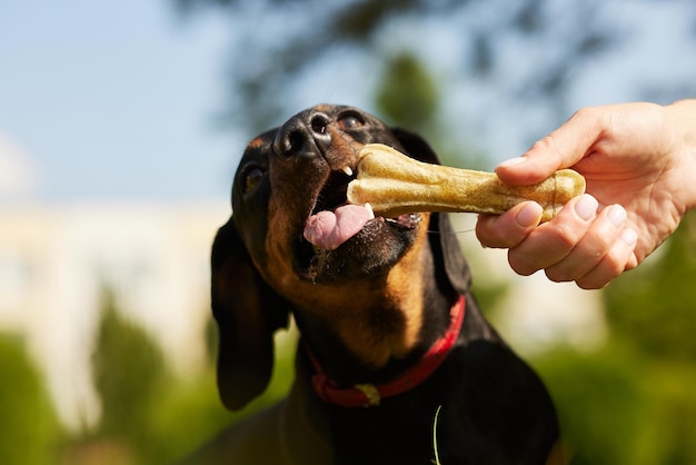 cane bassotto felice con un osso in una giornata di sole nel parco