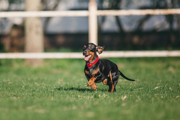 Cane bassotto nel parco. Animali carini. Piccolo cane