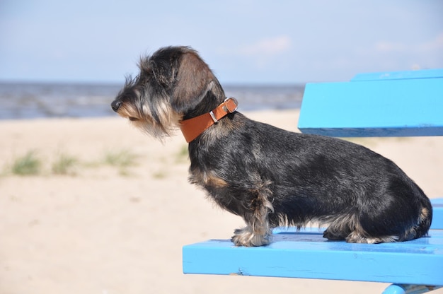 Cane bassotto seduto sul banco sullo sfondo del mare