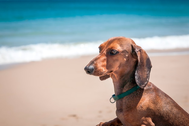 Cane bassotto su una barca sulla spiaggia