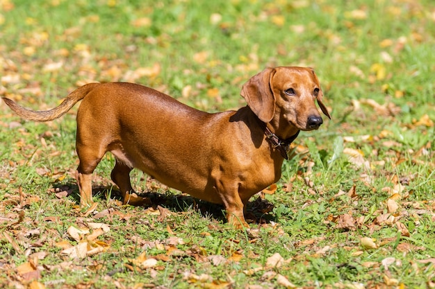 Cane Bassotto sull'erba