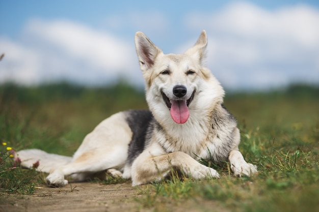 Cane bastardo calmo sdraiato a terra in natura