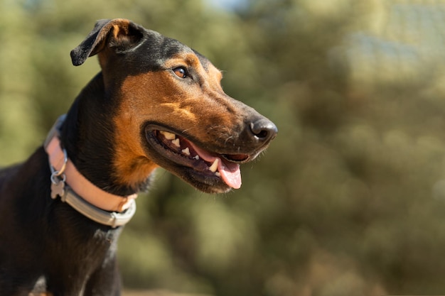 Cane bastardo doberman in posizione di allerta