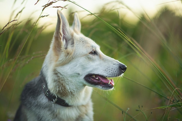 Cane bastardo in piedi in un campo