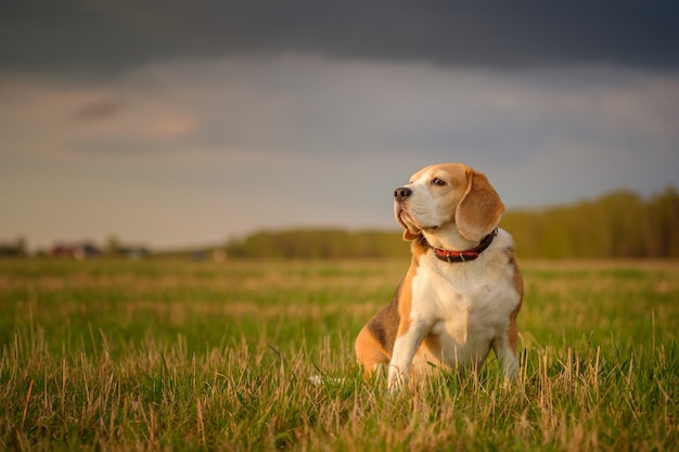 Cane Beagle a passeggio in una sera di maggio