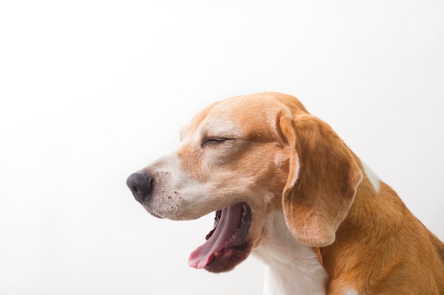 Cane beagle adulto che si avvicina al suo viso