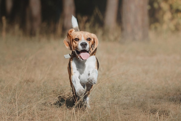 Cane Beagle che corre in autunno