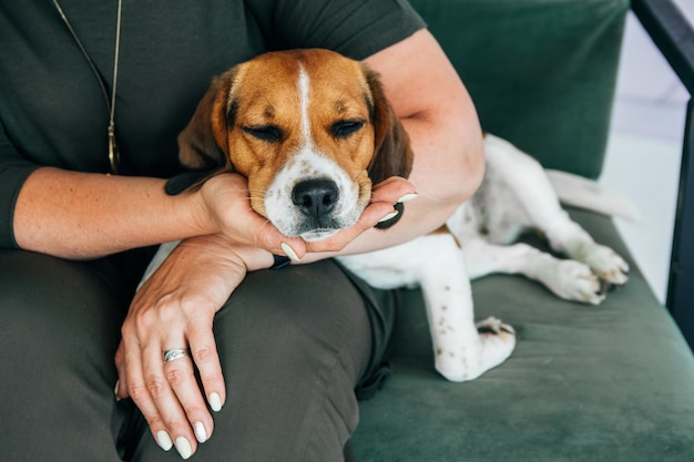 Cane Beagle che dorme nelle mani di una donna. Copia spazio.