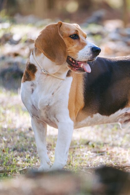 Cane Beagle che gioca e corre sulla spiaggia