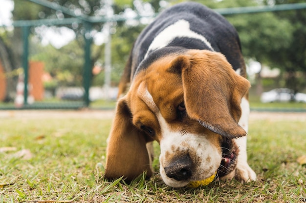 Cane Beagle che gioca e si diverte nel parco. Messa a fuoco selettiva.