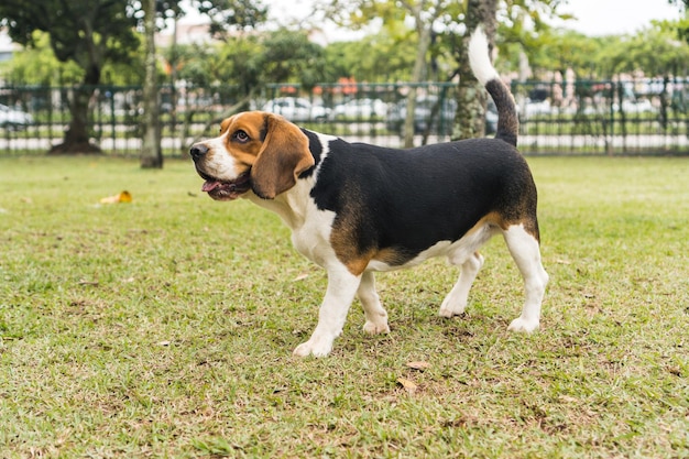 Cane Beagle che gioca e si diverte nel parco. Messa a fuoco selettiva.