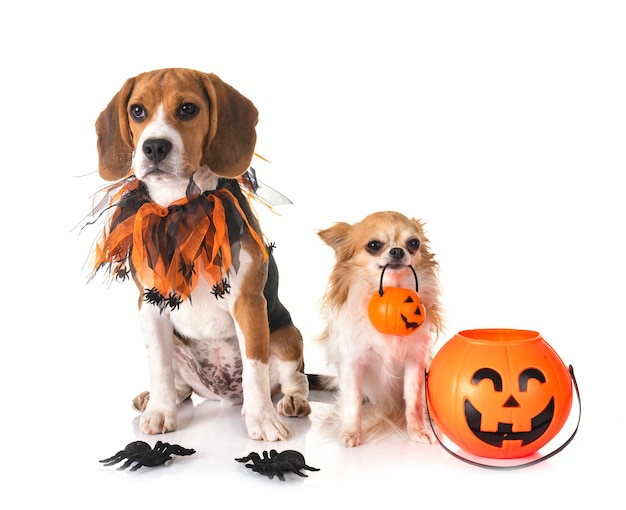 Cane Beagle, chihuahua e halloween davanti a uno sfondo bianco