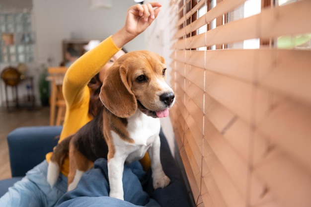 Cane Beagle con la ragazza del suo proprietario durante un weekend seduto e riposato e guardando fuori dalla finestra nel soggiorno della casa
