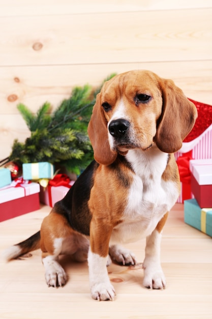 Cane Beagle con regali di Natale su fondo in legno