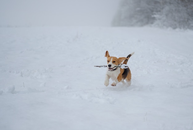 Cane Beagle correre e giocare con un bastone nella neve in un bosco innevato