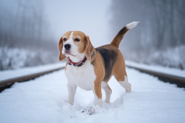 Cane Beagle in una passeggiata in un parco invernale