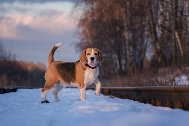 Cane Beagle in una passeggiata in una soleggiata giornata invernale