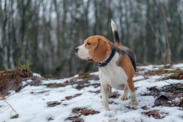 Cane Beagle in una passeggiata nei boschi invernali con cumuli di neve bianca e alberi innevati