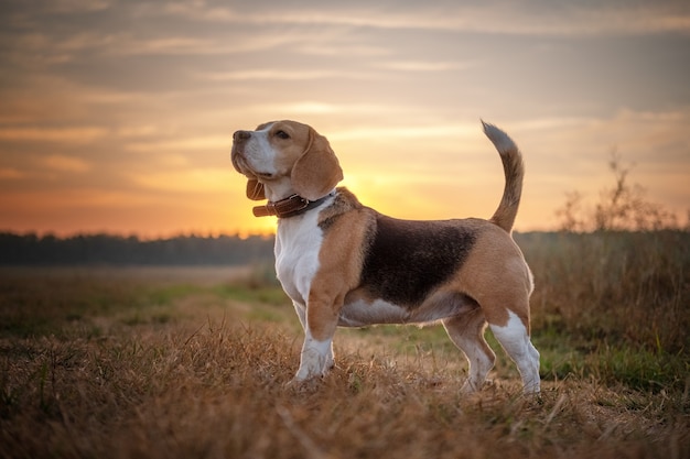 Cane Beagle la mattina presto all'alba mentre si cammina