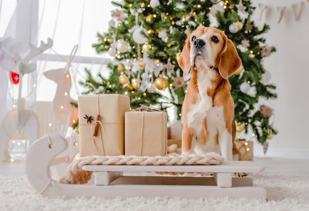 Cane Beagle nel periodo natalizio seduto sulla slitta a casa con decorazioni e regali festivi di Capodanno. Doggy pet e magica atmosfera natalizia con albero e luci