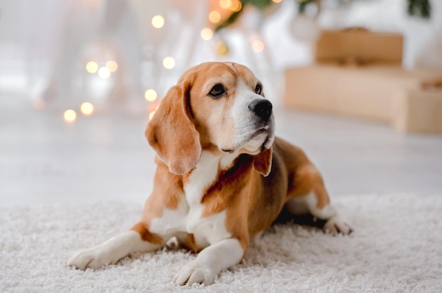 Cane Beagle nel periodo natalizio