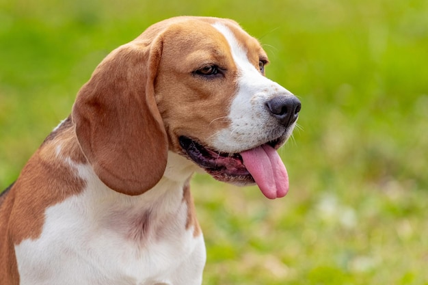 Cane Beagle o segugio estone vicino su uno sfondo di erba Ritratto di un cane