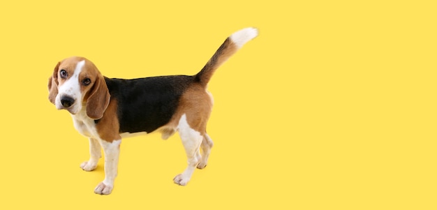 cane beagle su giallo in studio.