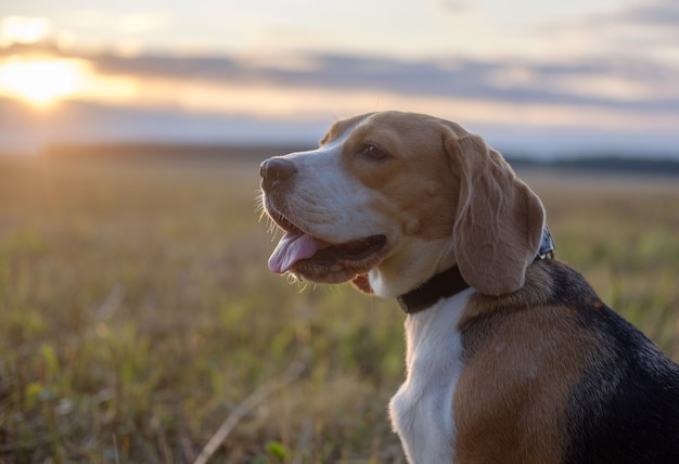 Cane Beagle su un rotolo di fieno in un campo sullo sfondo del sole al tramonto