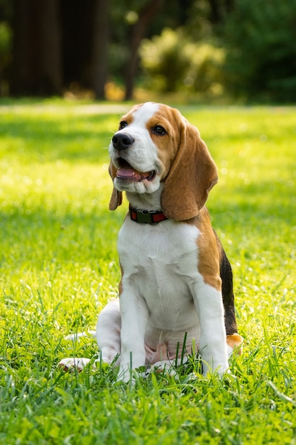 Cane beagle sull&#39;erba