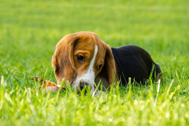Cane beagle sull&#39;erba
