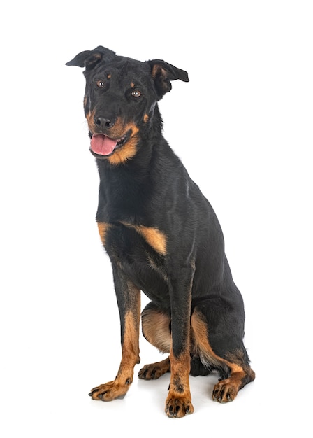 Cane Beauceron isolato