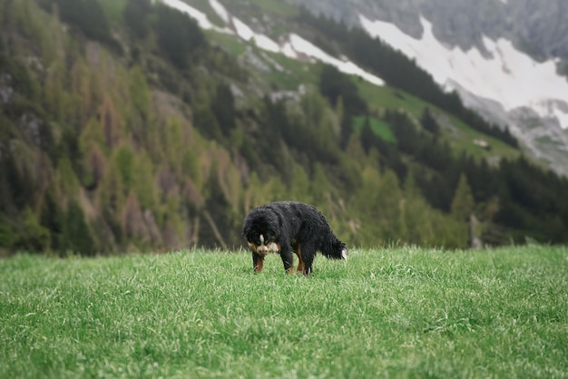 Cane bernese che gioca nell'erba Giovane cane da montagna che gioca nel prato Cane nelle montagne alpine