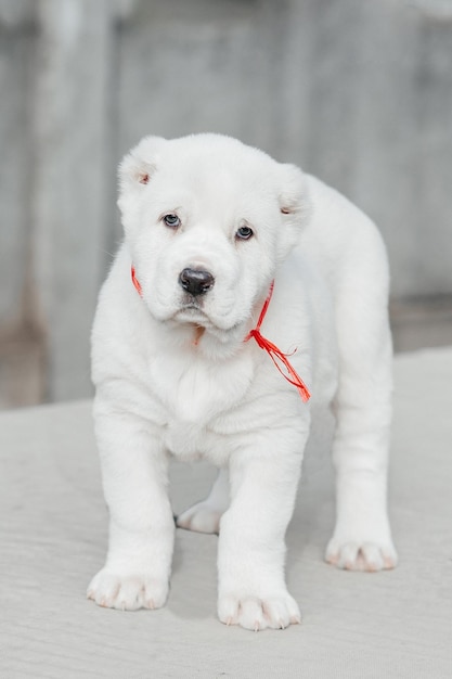 cane bianco alabai