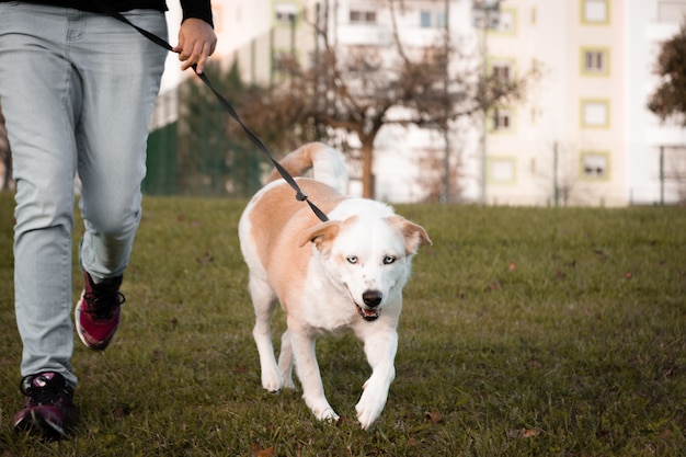 Cane bianco che cammina con l'essere umano