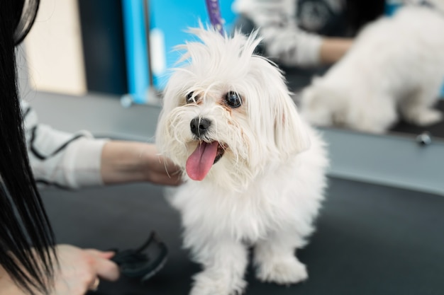 Cane bianco che ottiene un taglio di capelli ad un parrucchiere