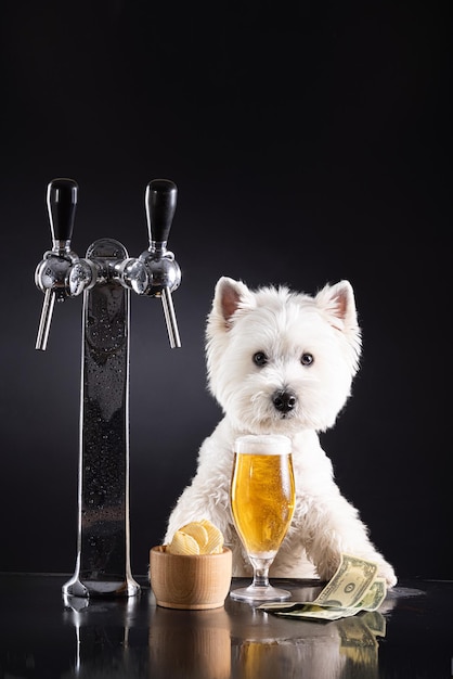 Cane bianco con birra e snack al bar dietro il bancone Su uno sfondo scuro con spazio per il testo