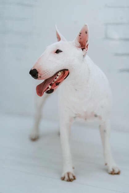 cane bianco con pelliccia liscia