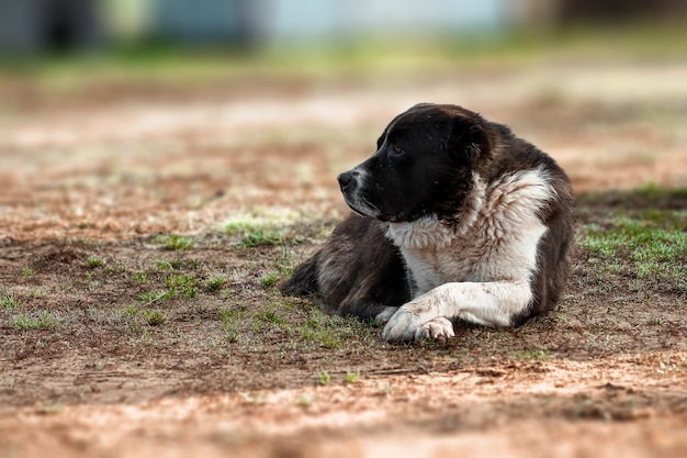 Cane bianco e nero che rimane in natura