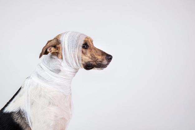 Cane bianco e nero con benda sulla testa su sfondo bianco