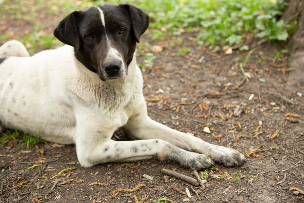 cane bianco e nero seduto sull'erba